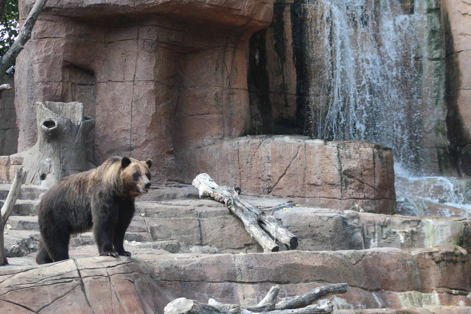 Jul. 2016 - Forests - Alaskan Brown Bear
