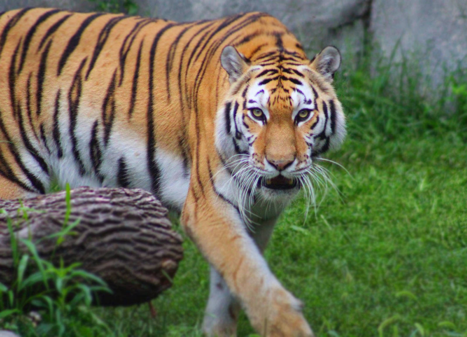 Jul. 2016 - Fragile Forest - Amur Tiger