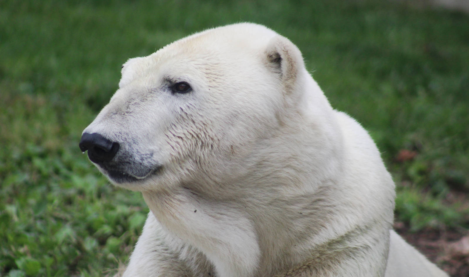 Jul. 2016 - Great Bear Wilderness
