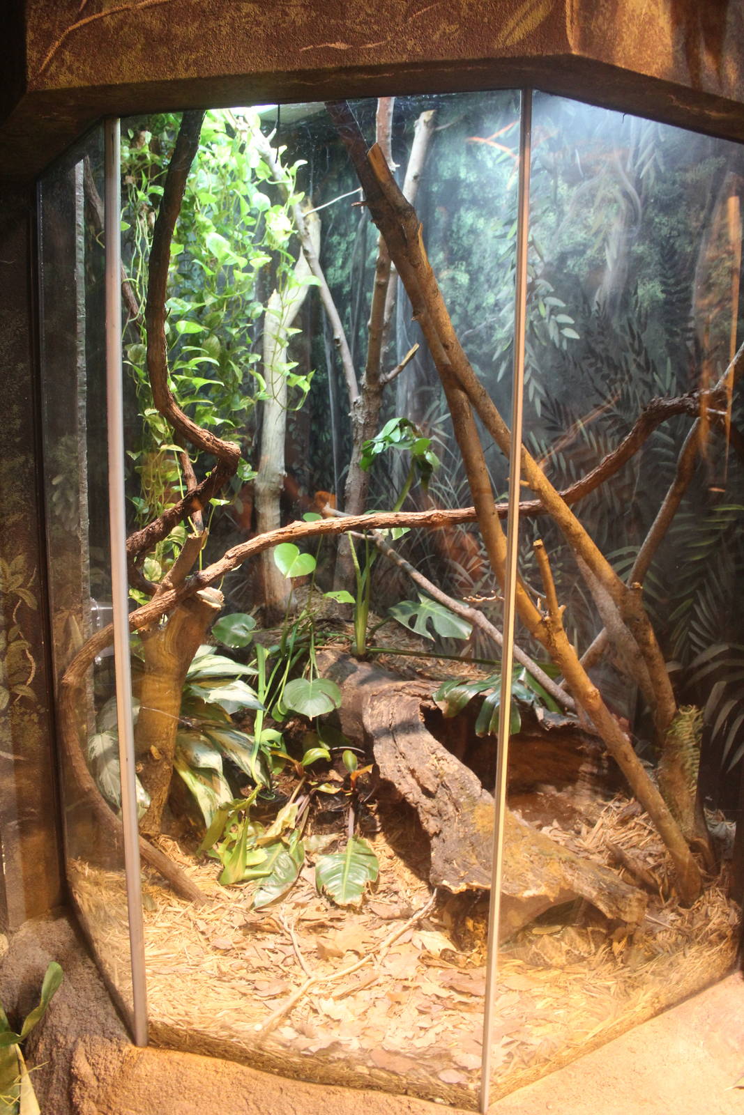 Jul. 2016 - Habitat Africa! - Hidden Gems of the Forest - Gaboon Viper Exhi