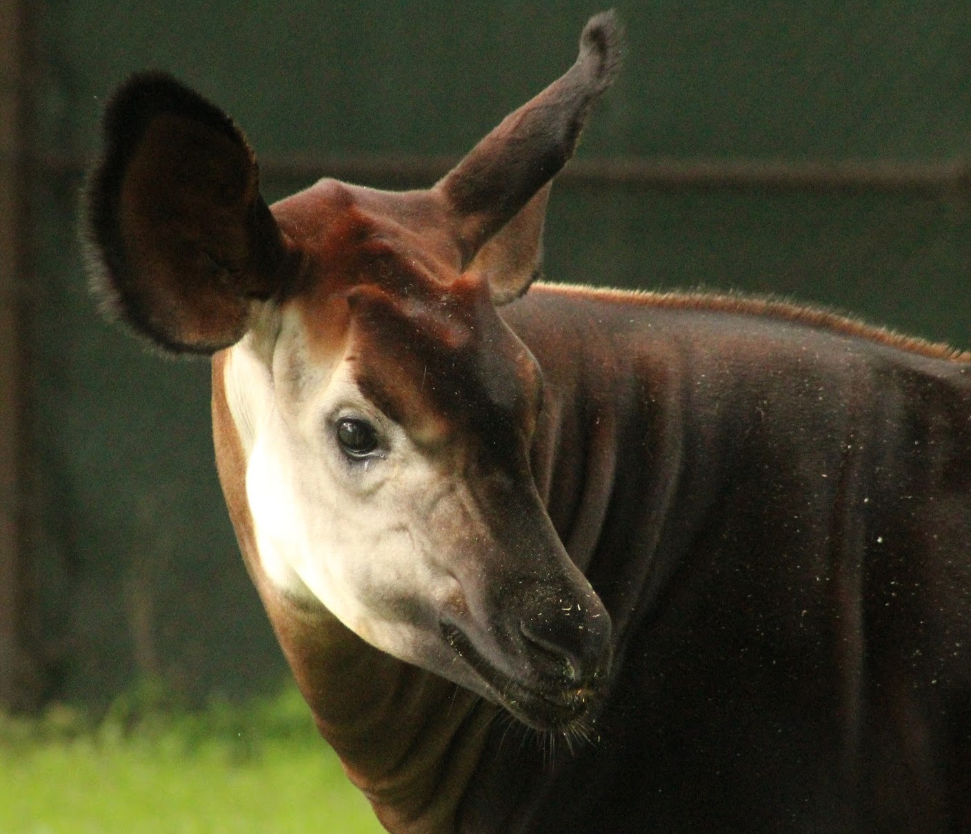 Jul. 2016 - Habitat Africa! Hidden Gems of the Forest: Okapi