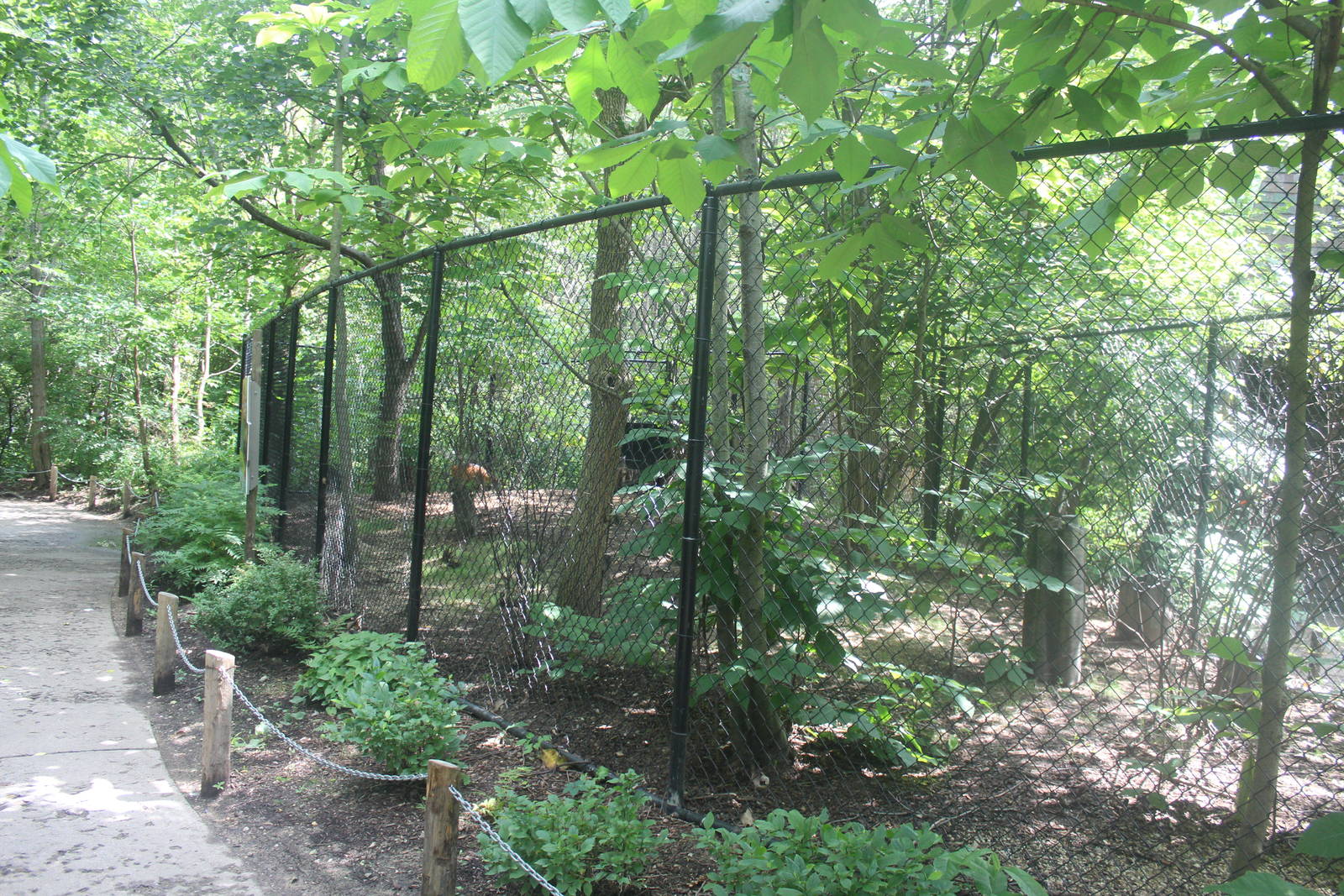 Jul. 2016 - Habitat Africa! Hidden Gems of the Forest: Red-flanked Duiker E