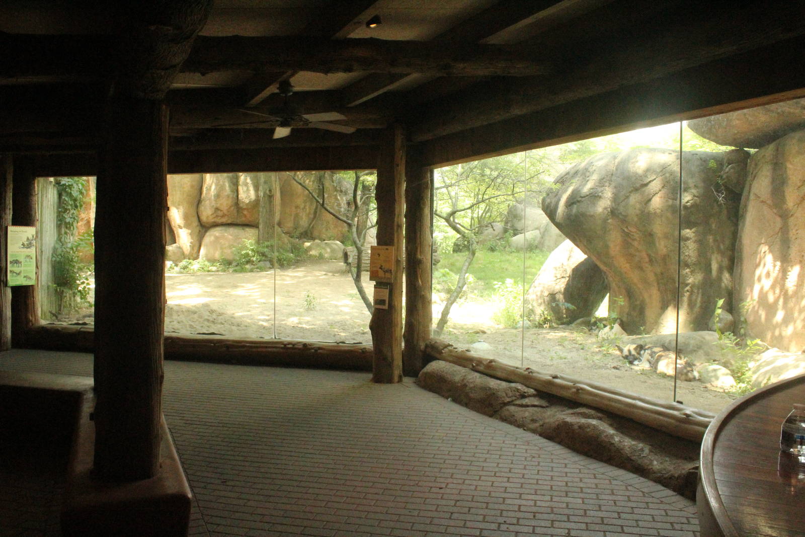 Jul. 2016 - Habitat Africa! - The Savannah - Painted Dog Exhibit (Window Vi