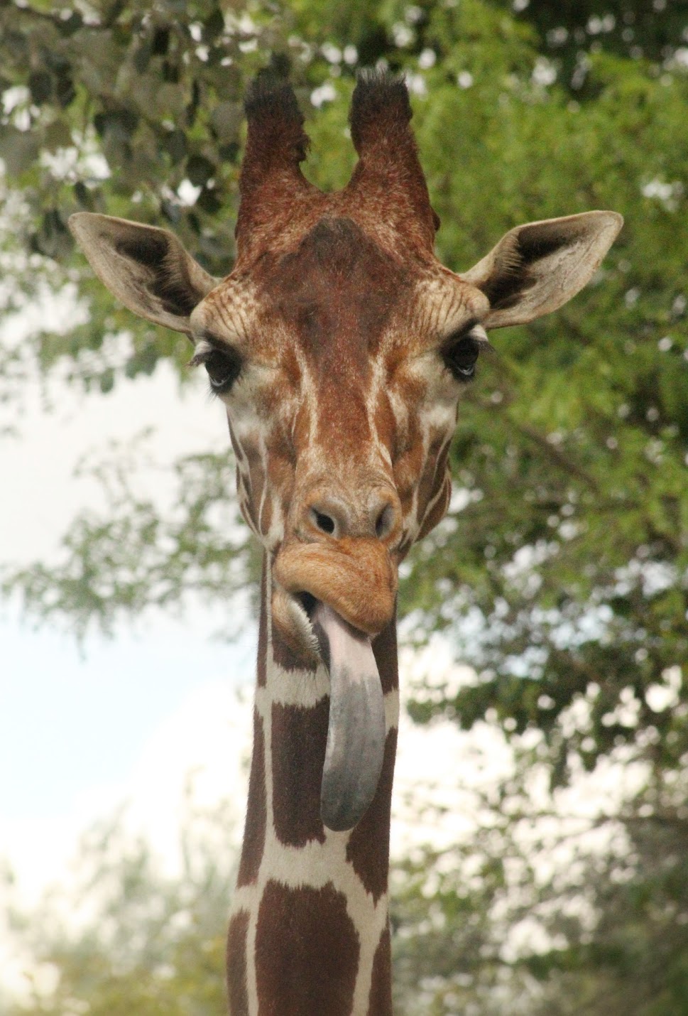 Jul. 2016 - Habitat Africa! The Savannah - Reticulated Giraffe