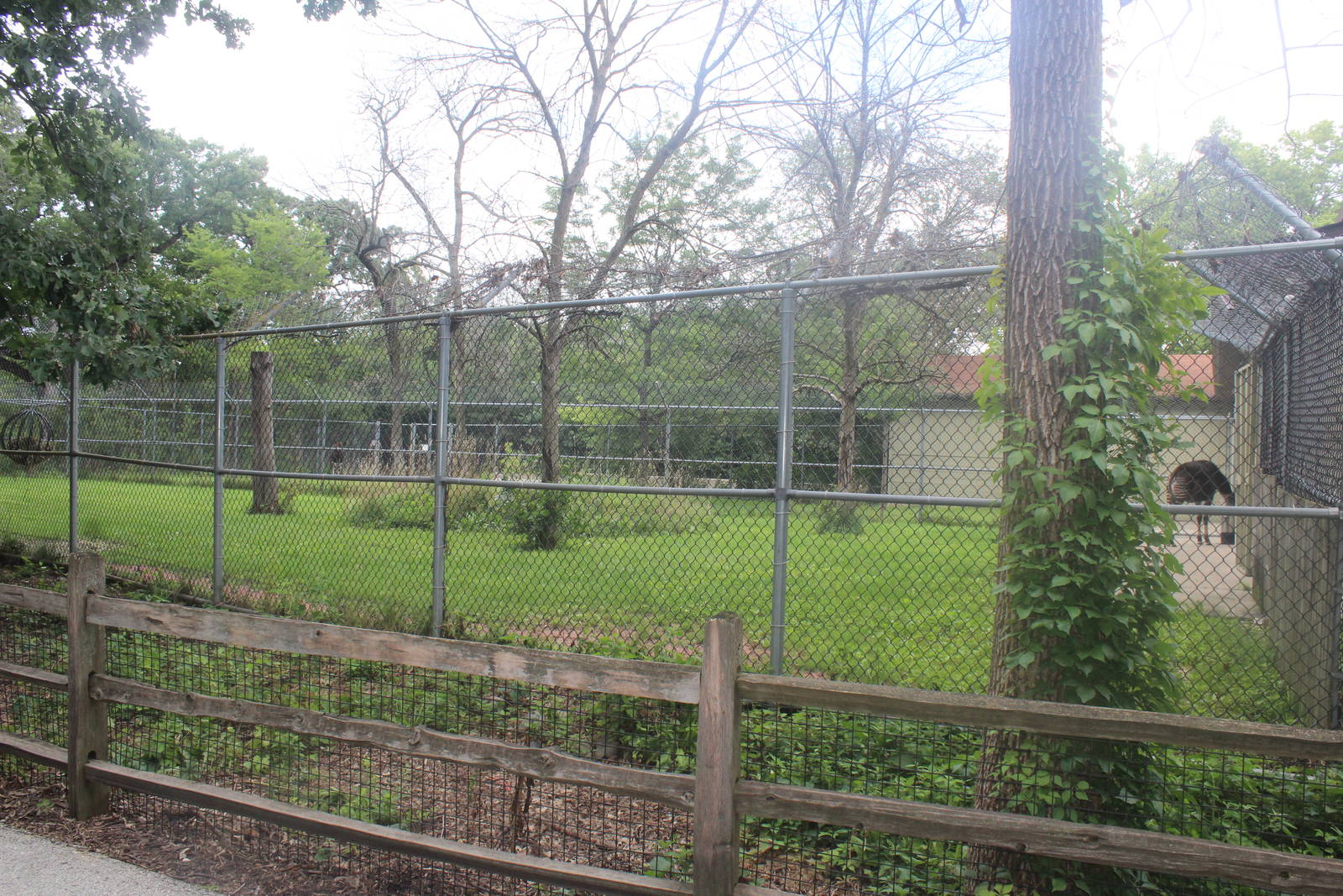 Jul. 2016 - Hoofstock Yards - Okapi Exhibits