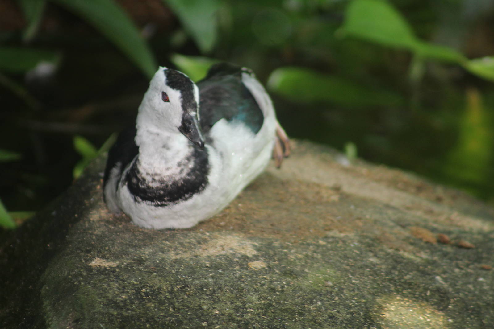 Jul. 2016 - Indonesian Rain forest - Jungle Dome - ID Help
