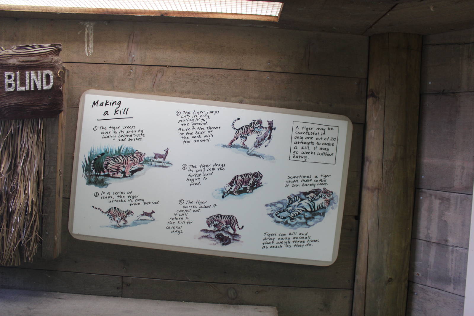 Jul. 2016 - Indonesian Rain Forest - Straight Out of ZooBooks