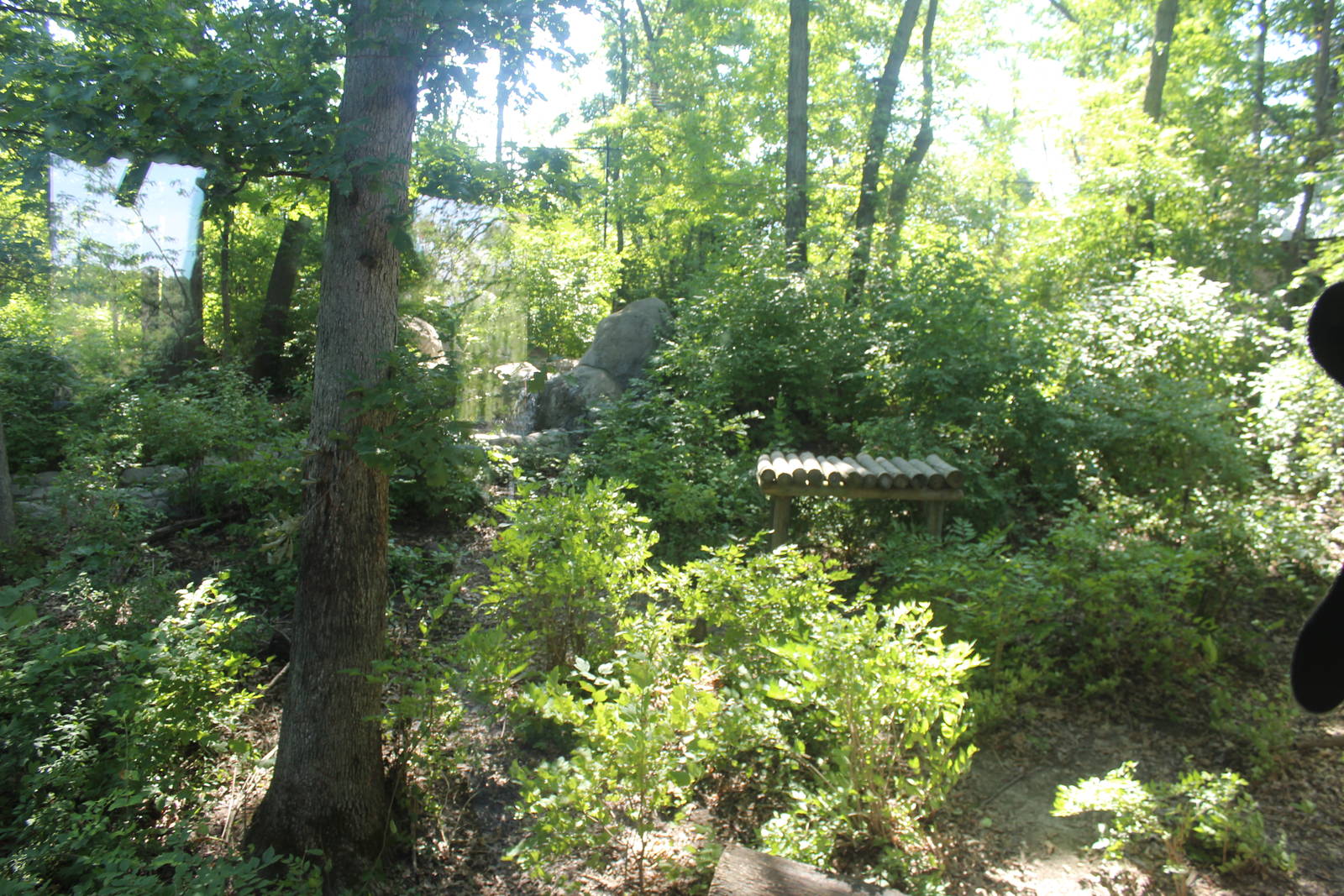 Jul. 2016 - Indonesian Rain Forest - Sumatran Tiger Exhibit