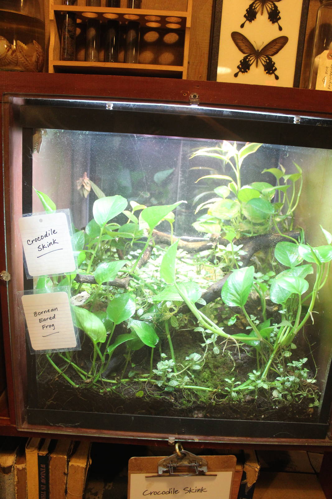 Jul. 2016 - Indonesian Rainforest - Crocodile Skink + Bornean Eared Frog Ex