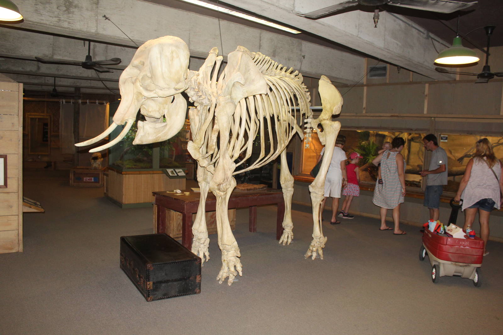 Jul. 2016 - Indonesian Rainforest - Main Indoor Attraction