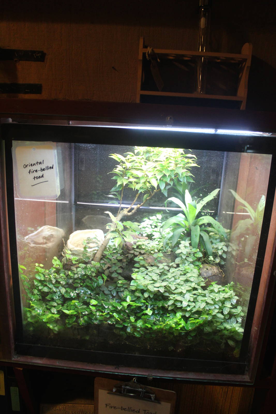 Jul. 2016 - Indonesian Rainforest - Oriental Fire-bellied Toad Exhibit