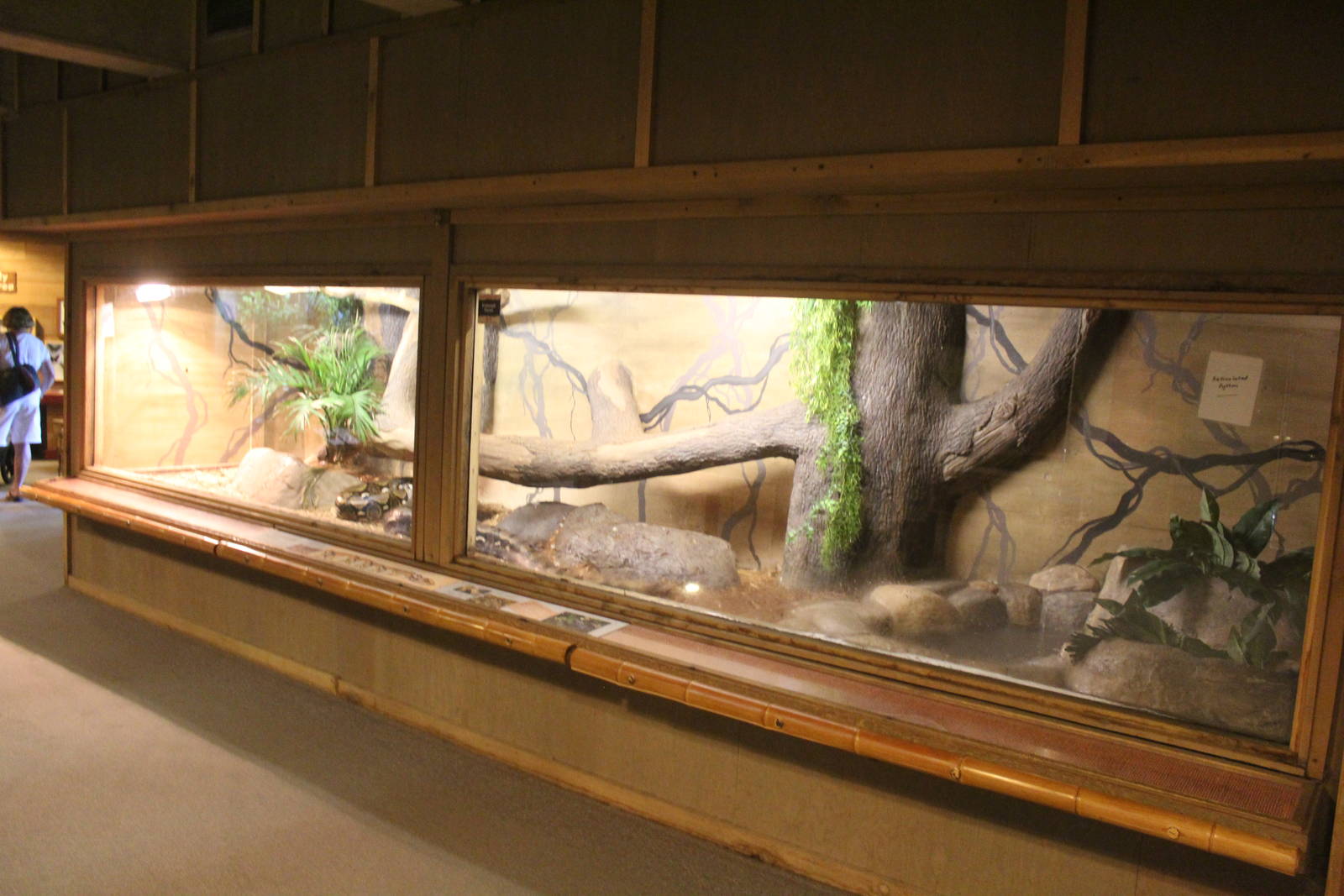 Jul. 2016 - Indonesian Rainforest - Reticulated Python Exhibit