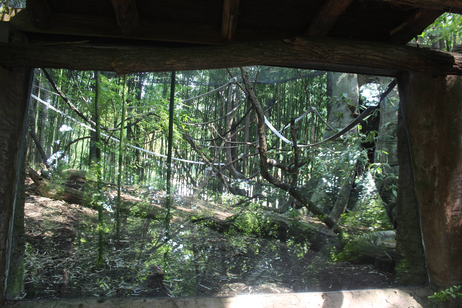 Jul. 2016 - Jungle Trails - White-faced Saki Exhibit (Former Lemur Exhibit)