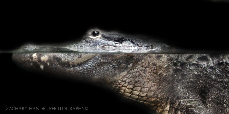 Jul. 2016 - Manatee Springs - American Alligator