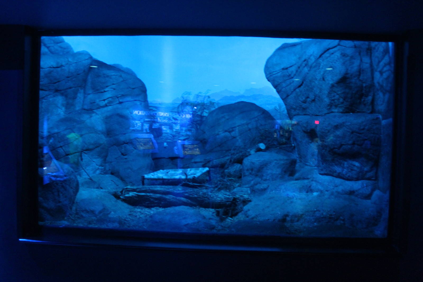 Jul. 2016 - Night Hunters - Banded Palm Civet Exhibit (Former Bat-eared Fox