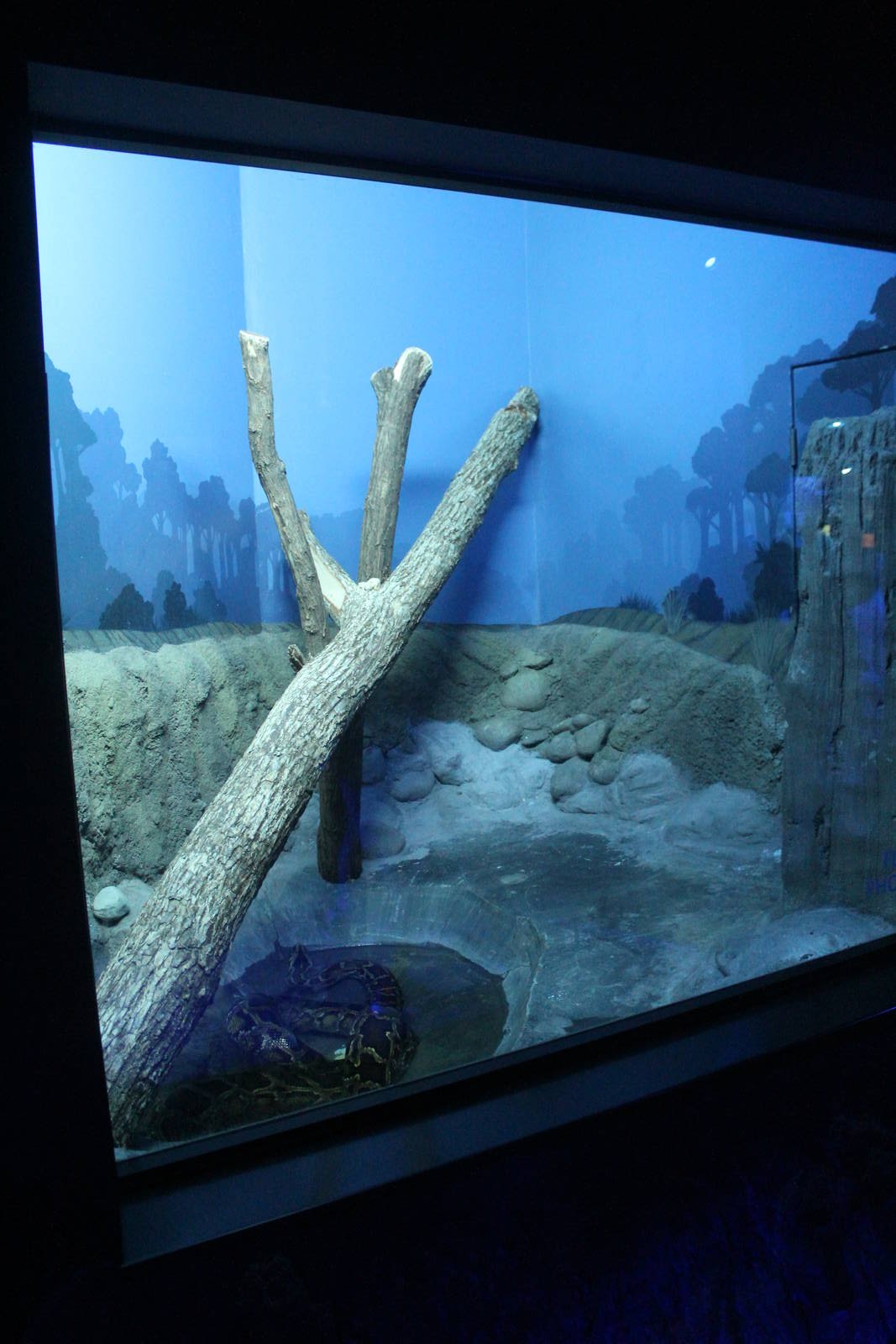 Jul. 2016 - Night Hunters - Burmese Python Exhibit