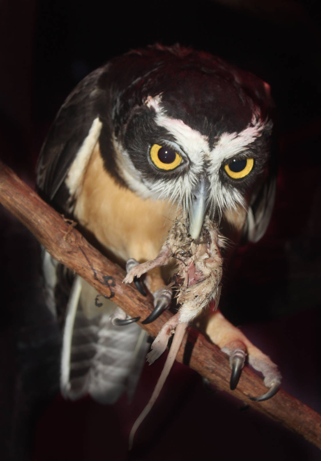 Jul. 2016 - Night Hunters - Spectacled Owl