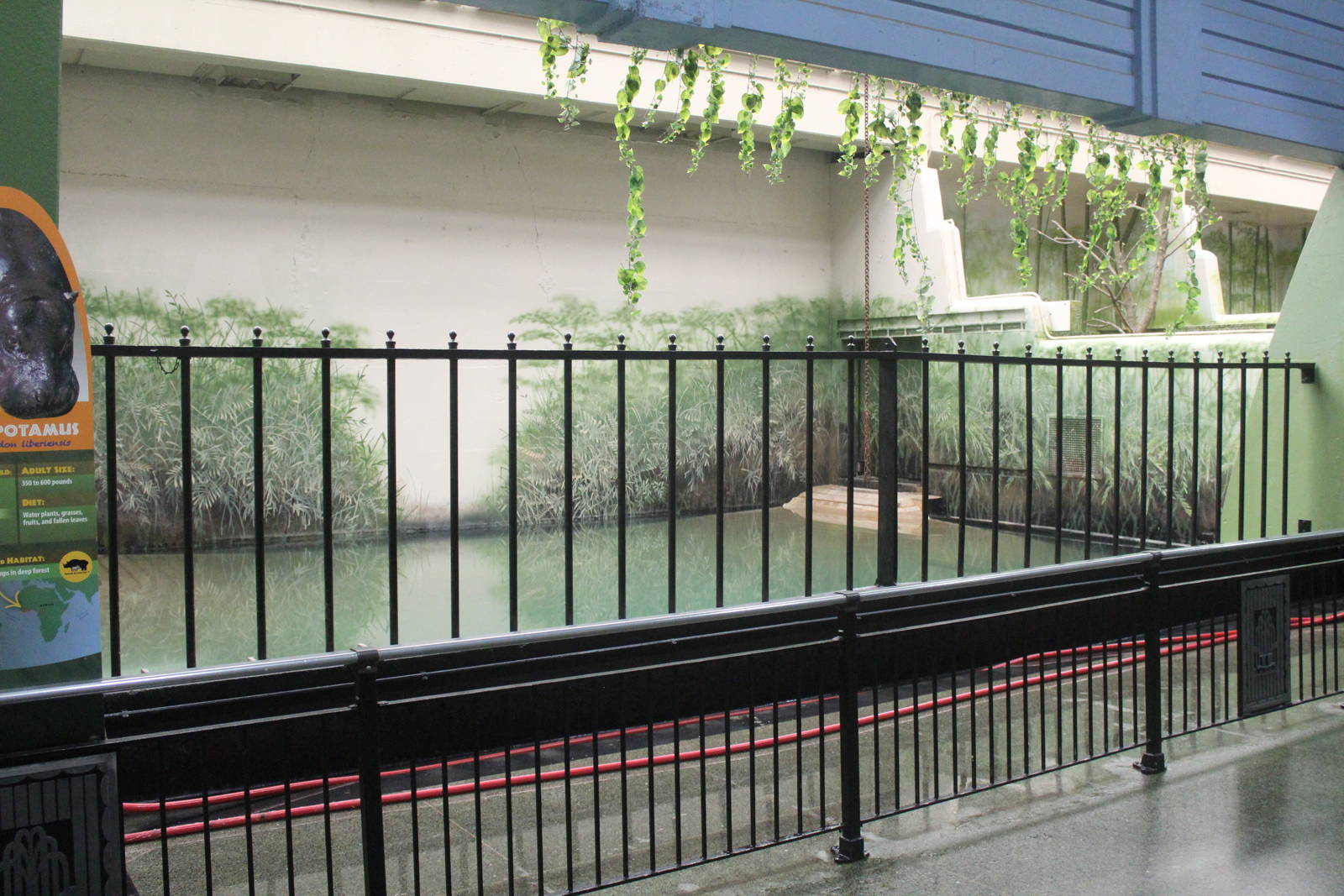 Jul. 2016 - Pachyderms - Indoor Pygmy Hippo Exhibit