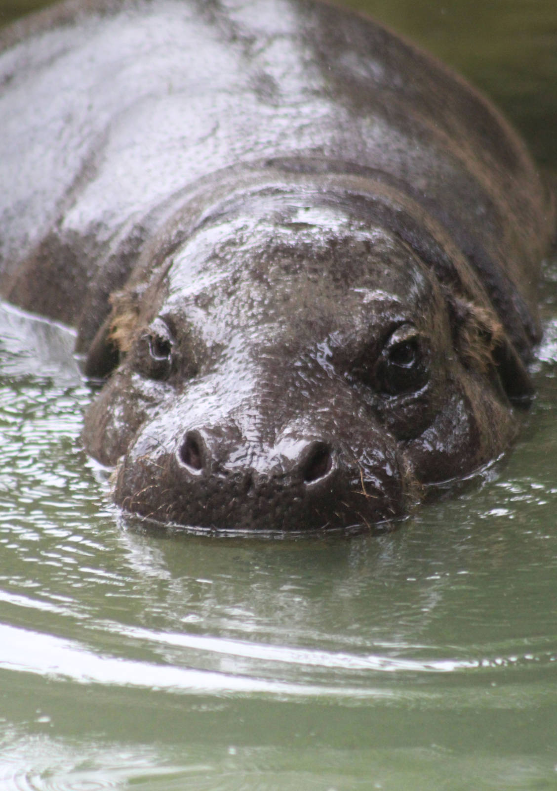 Jul. 2016 - Pachyderms - Pygmy Hippopotamus
