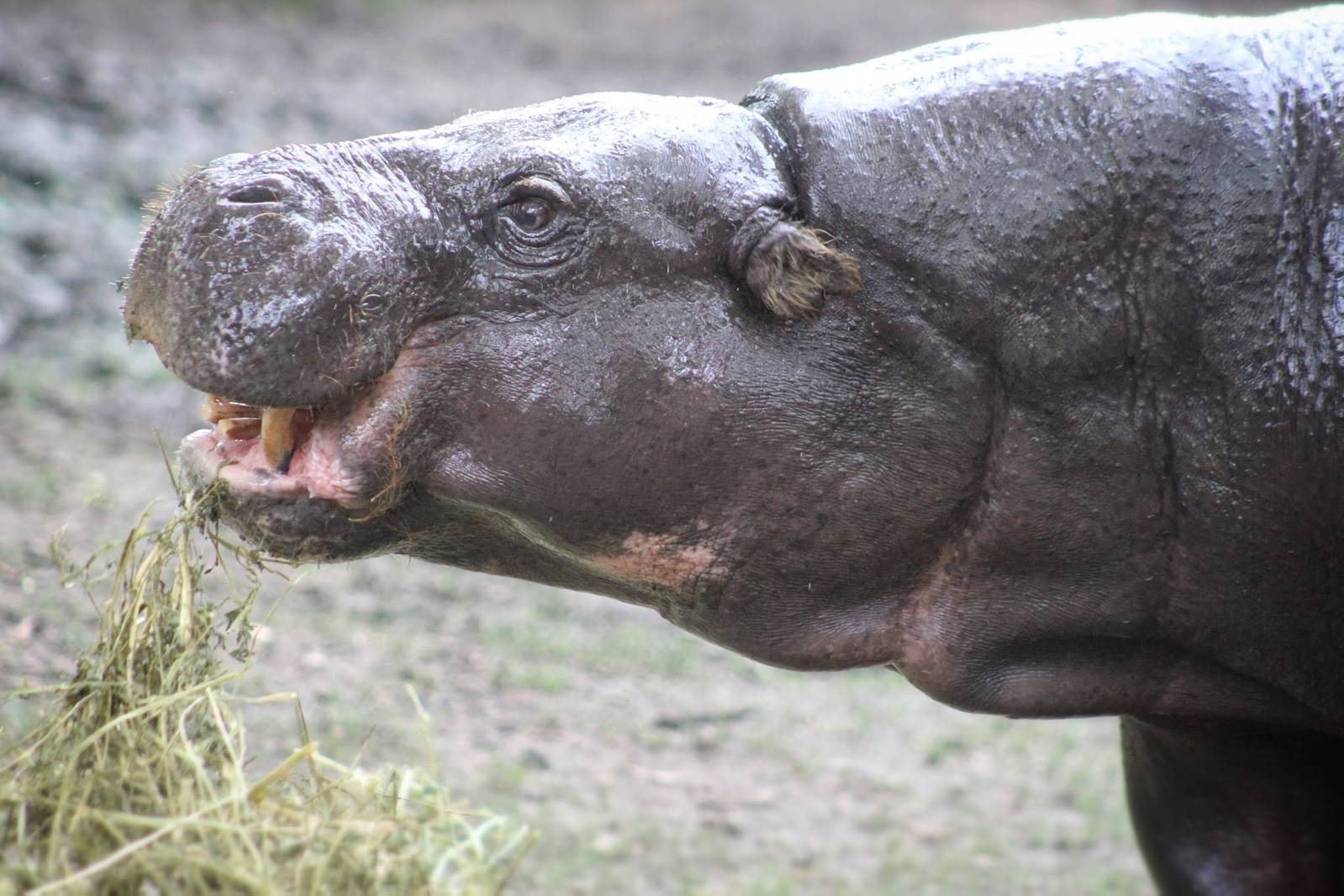 Jul. 2016 - Pachyderms - Pygmy Hippopotamus