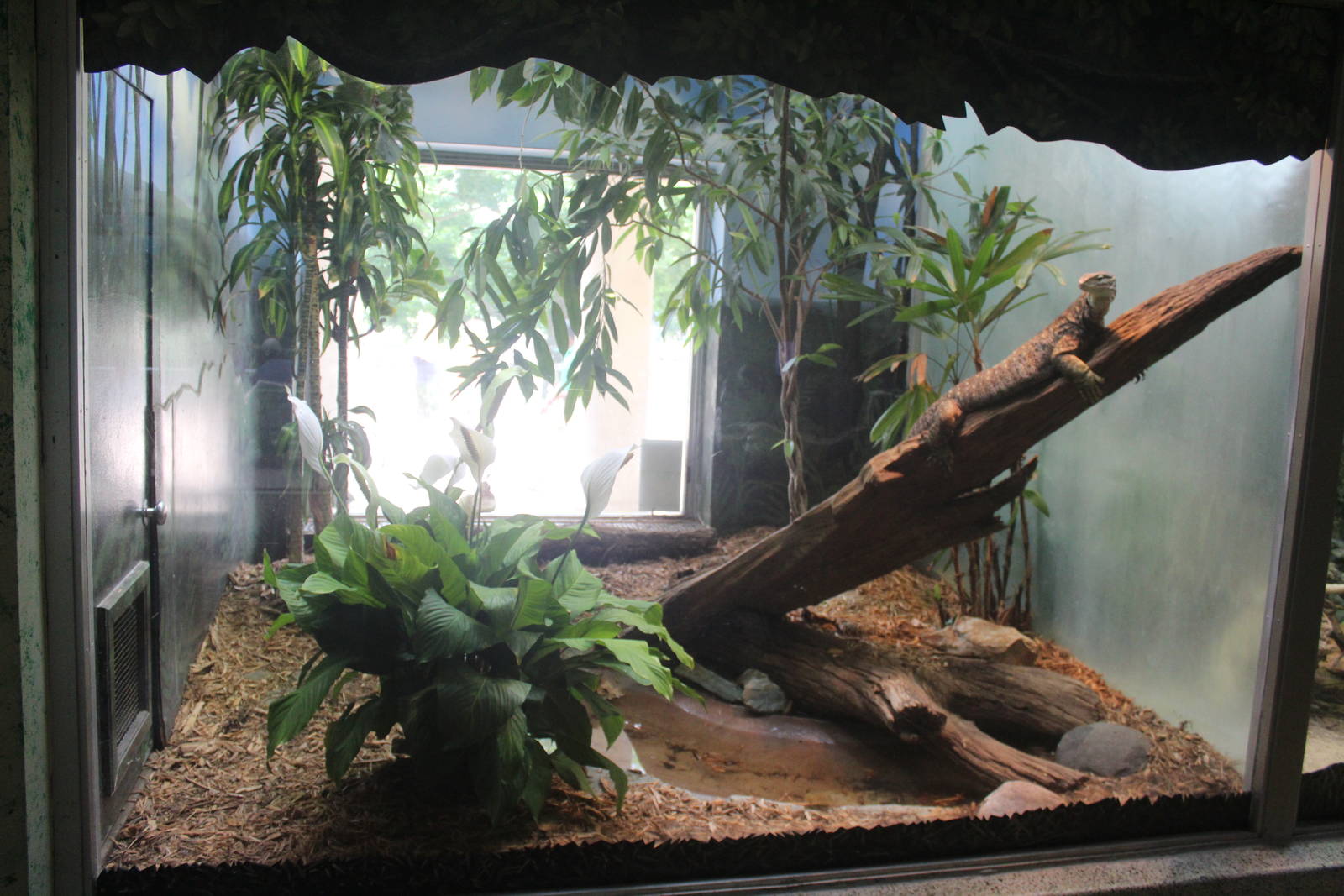 Jul. 2016 - Reptiles and Birds - Argus Monitor Exhibit