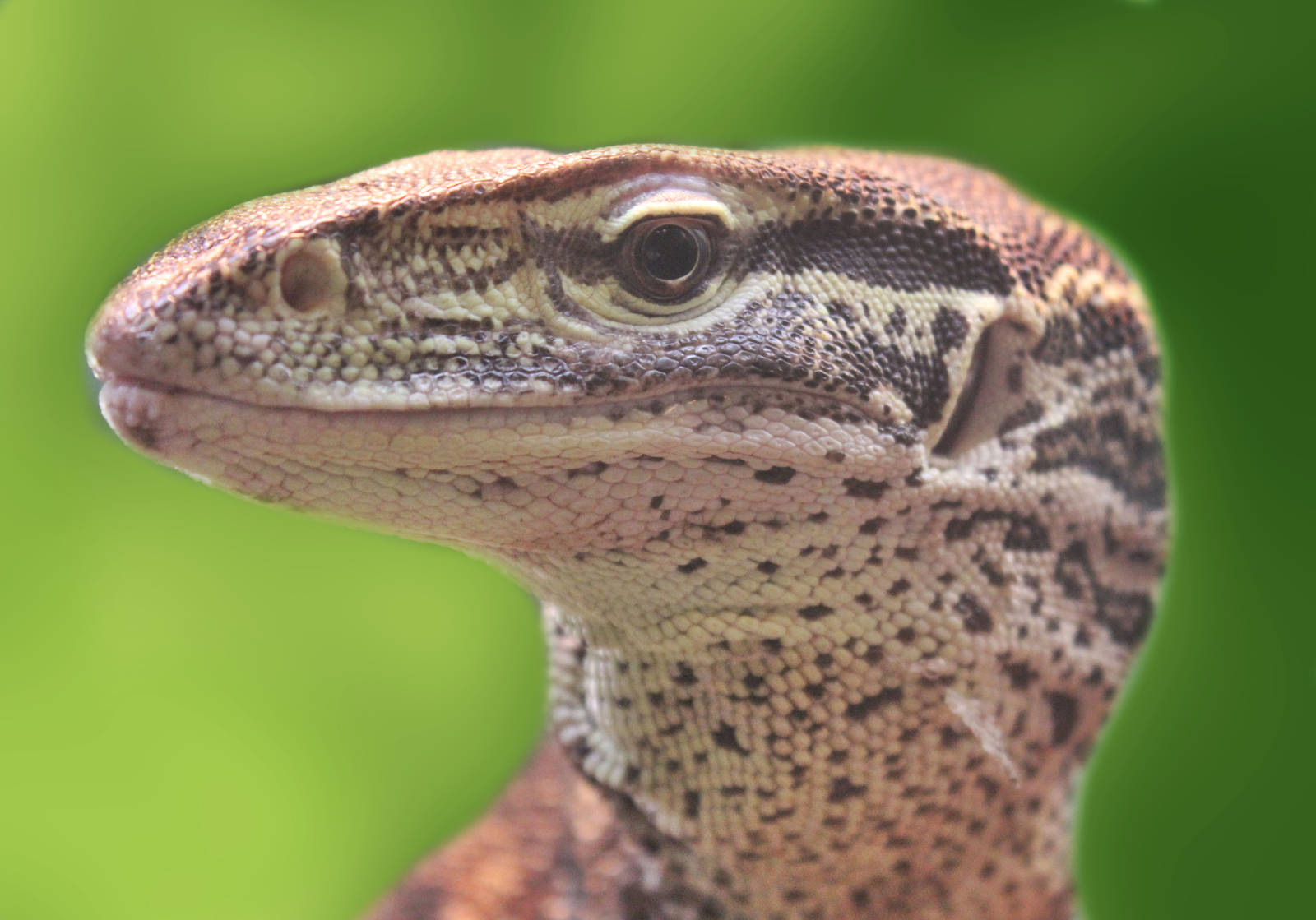 Jul. 2016 - Reptiles and Birds - Argus Monitor