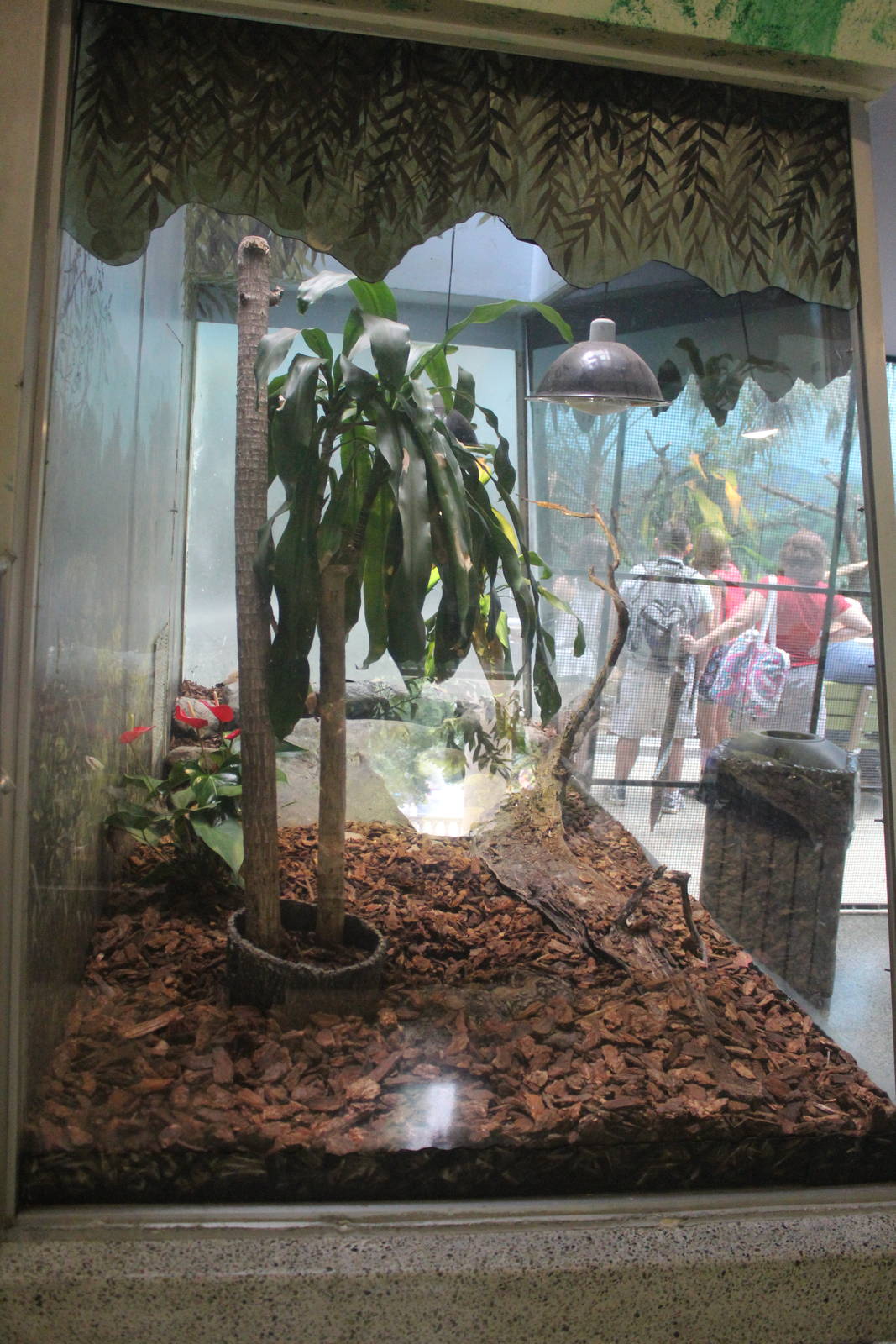 Jul. 2016 - Reptiles and Birds - Black and White Tegu Exhibit