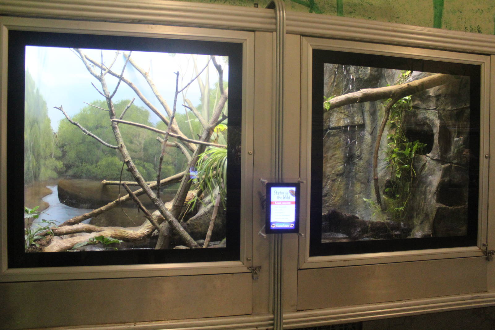 Jul. 2016 - Reptiles and Birds - Caiman Lizard Exhibit