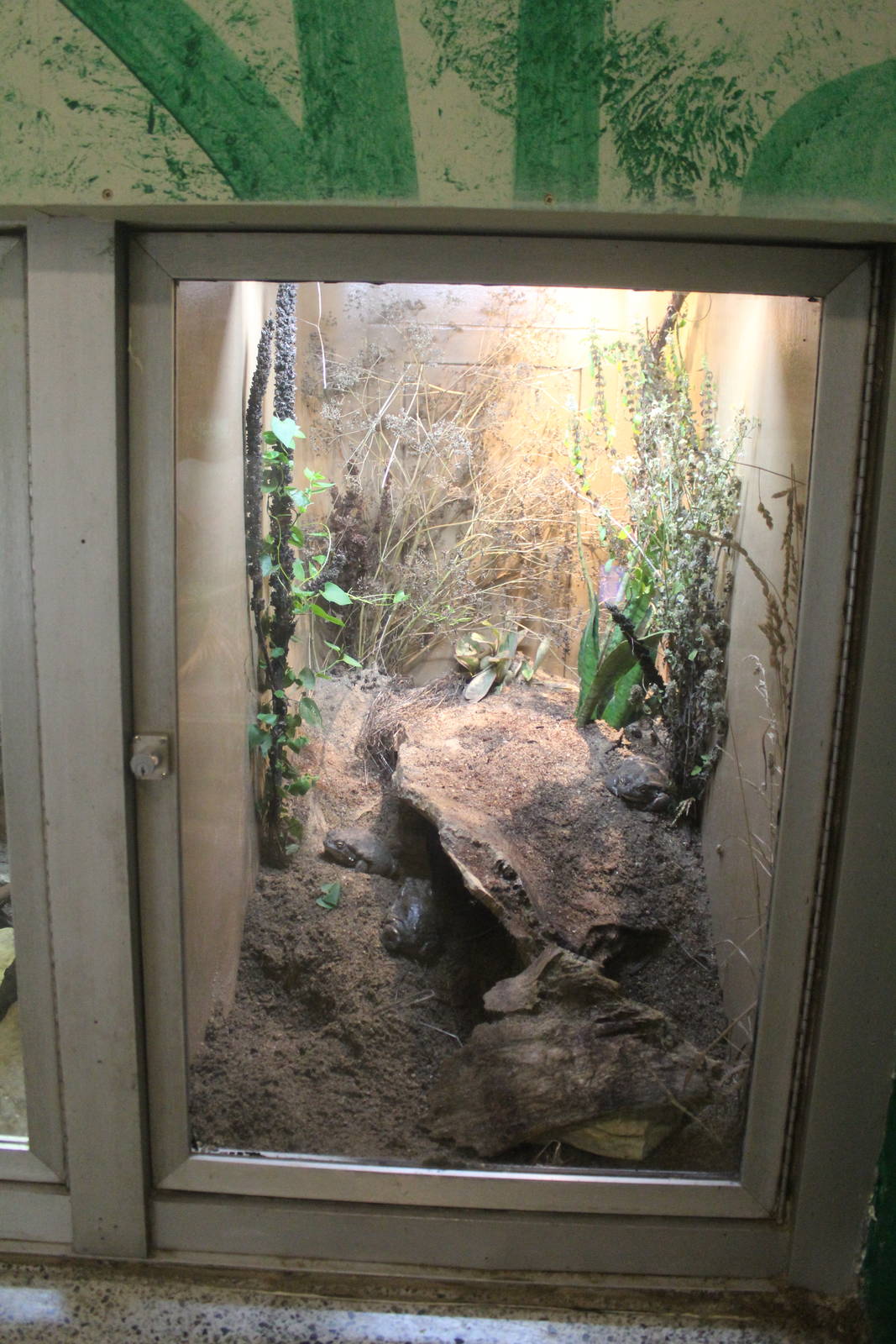 Jul. 2016 - Reptiles and Birds - Colorado River Toad Exhibit