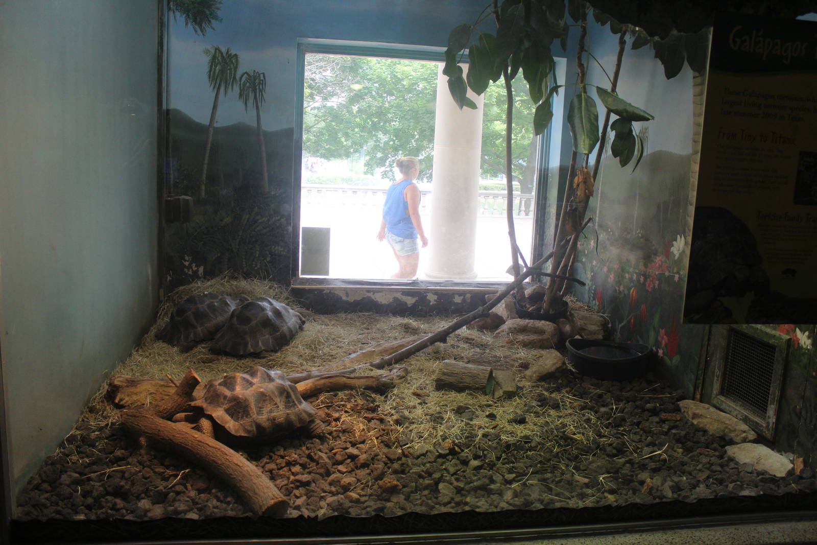 Jul. 2016 - Reptiles and Birds - Galapagos Tortoise Exhibit
