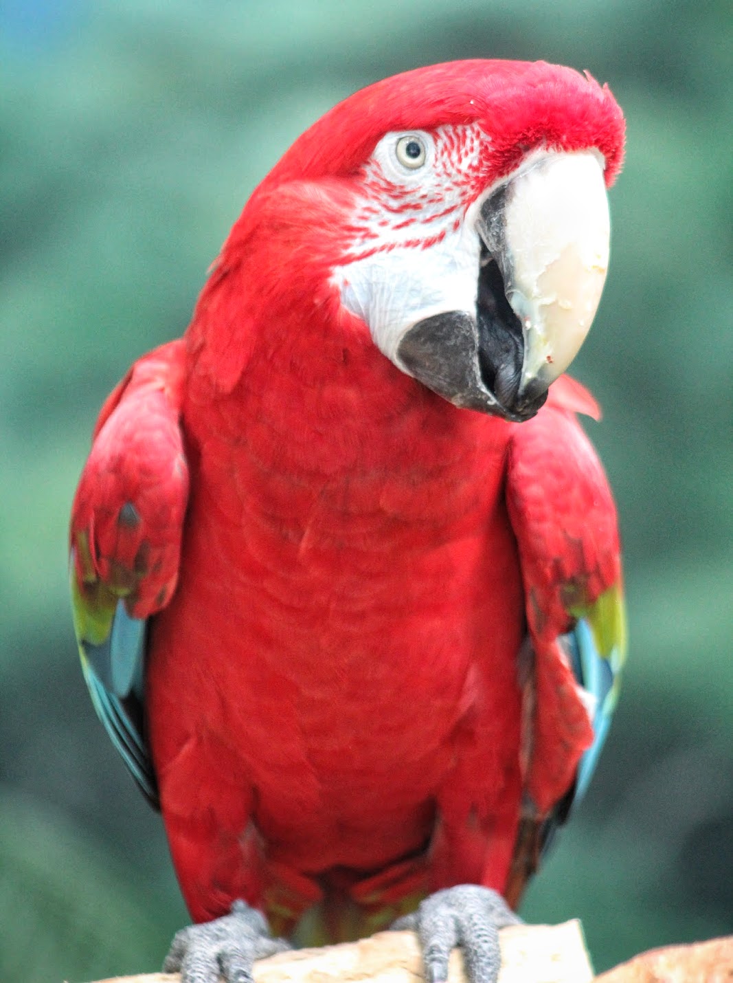 Jul. 2016 - Reptiles and Birds - Green-winged Macaw