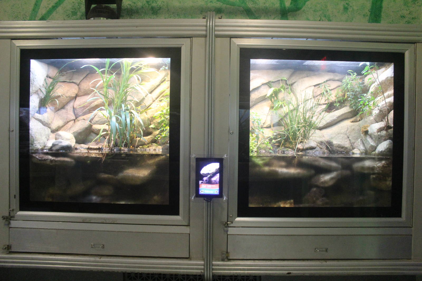 Jul. 2016 - Reptiles and Birds - Hellbender Exhibits