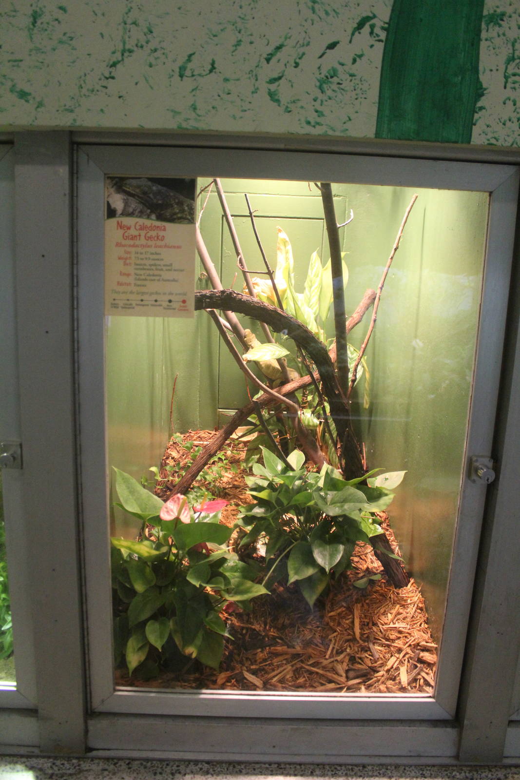 Jul. 2016 - Reptiles and Birds - New Caledonia Giant Gecko Exhibit