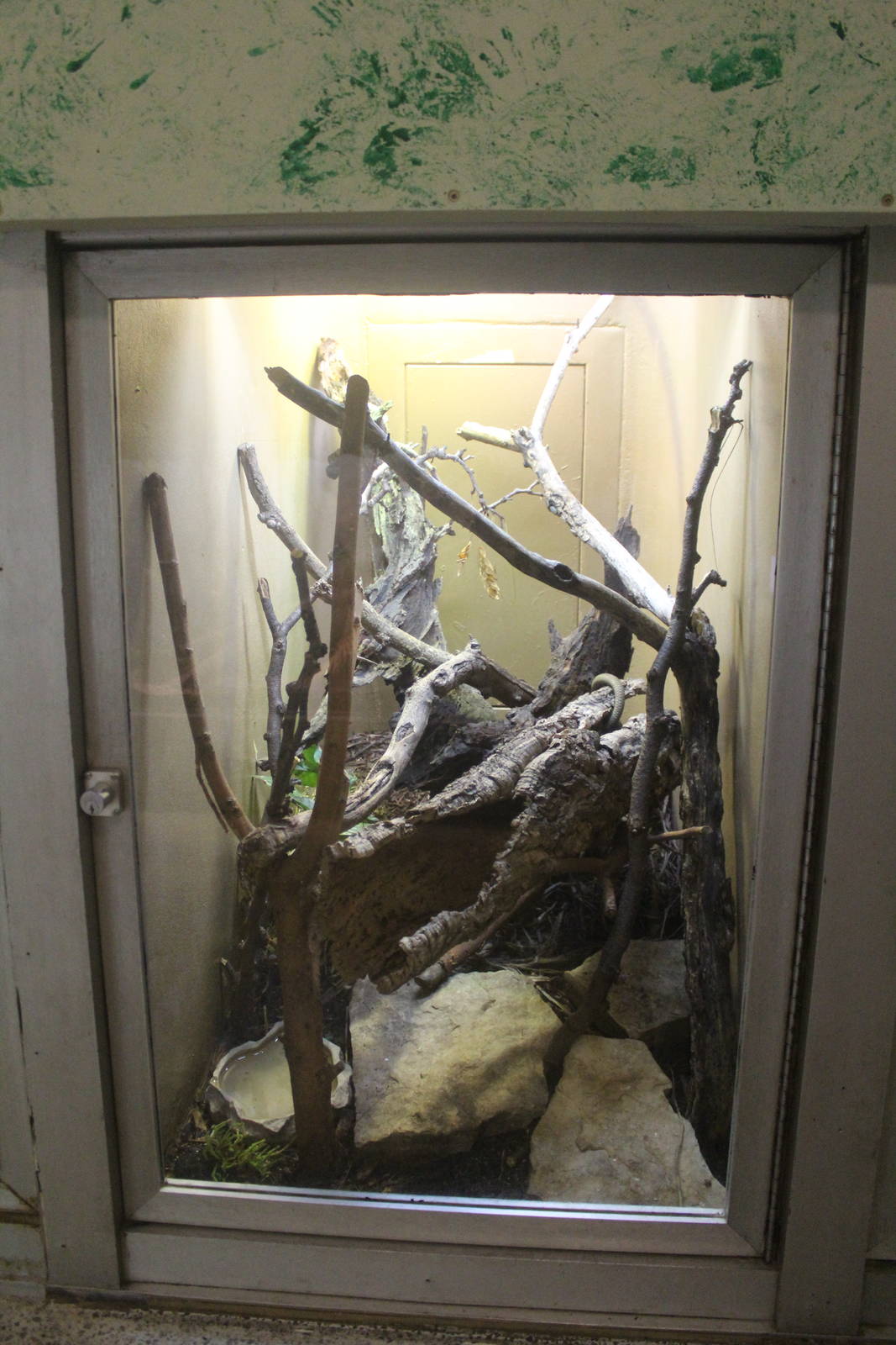 Jul. 2016 - Reptiles and Birds - Prehensile-tailed Skink Exhibit