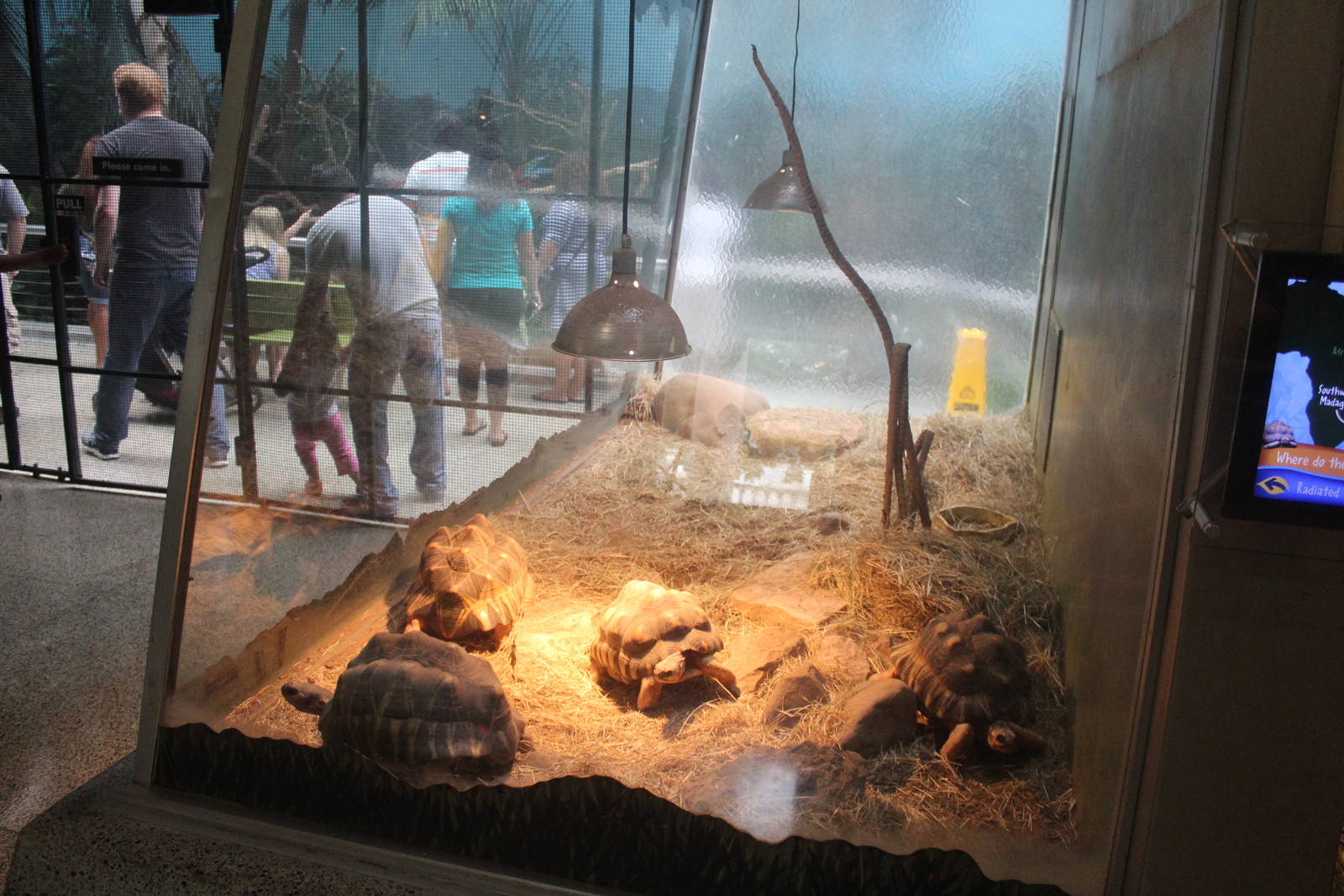 Jul. 2016 - Reptiles and Birds - Radiated Tortoise Exhibit