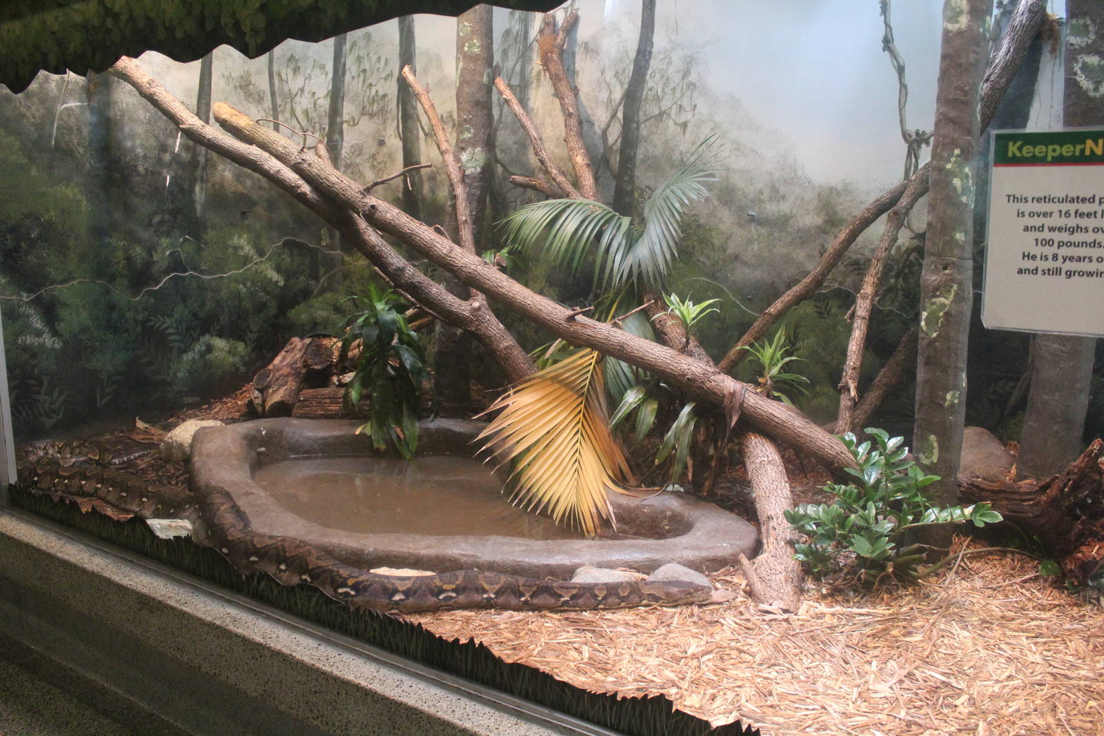 Jul. 2016 - Reptiles and Birds - Reticulated Python Exhibit