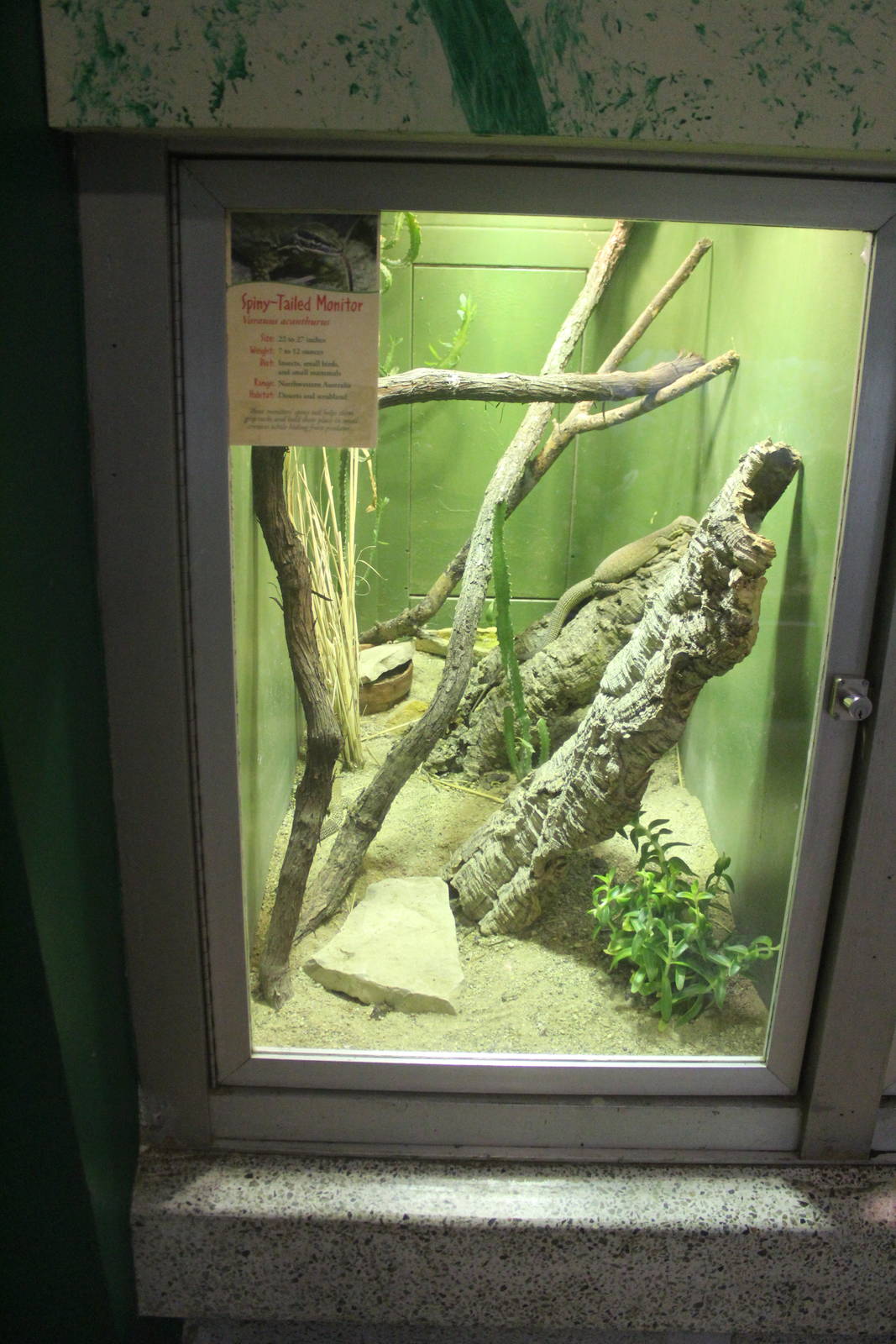 Jul. 2016 - Reptiles and Birds - Spiny-tailed Monitor Exhibit