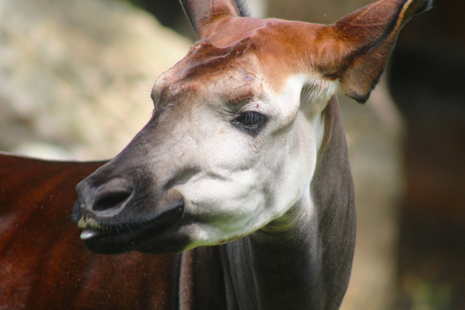 Jul. 2016 - Rhino Reserve - Okapi