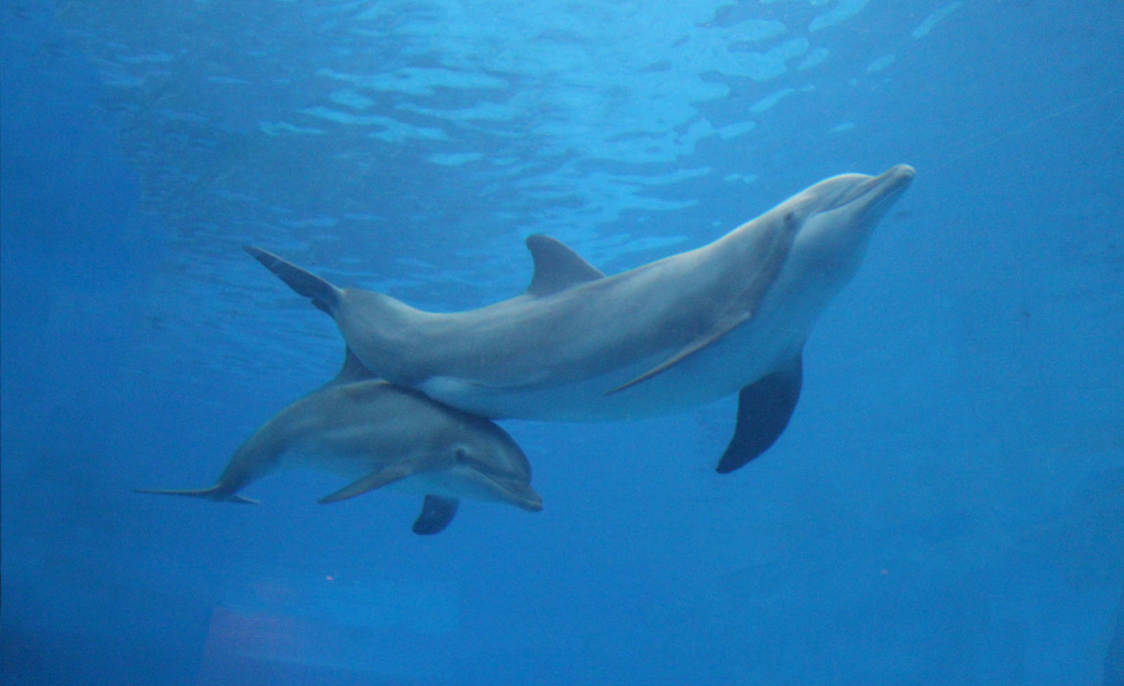 Jul. 2016 - Seven Seas - Allie and Maxine