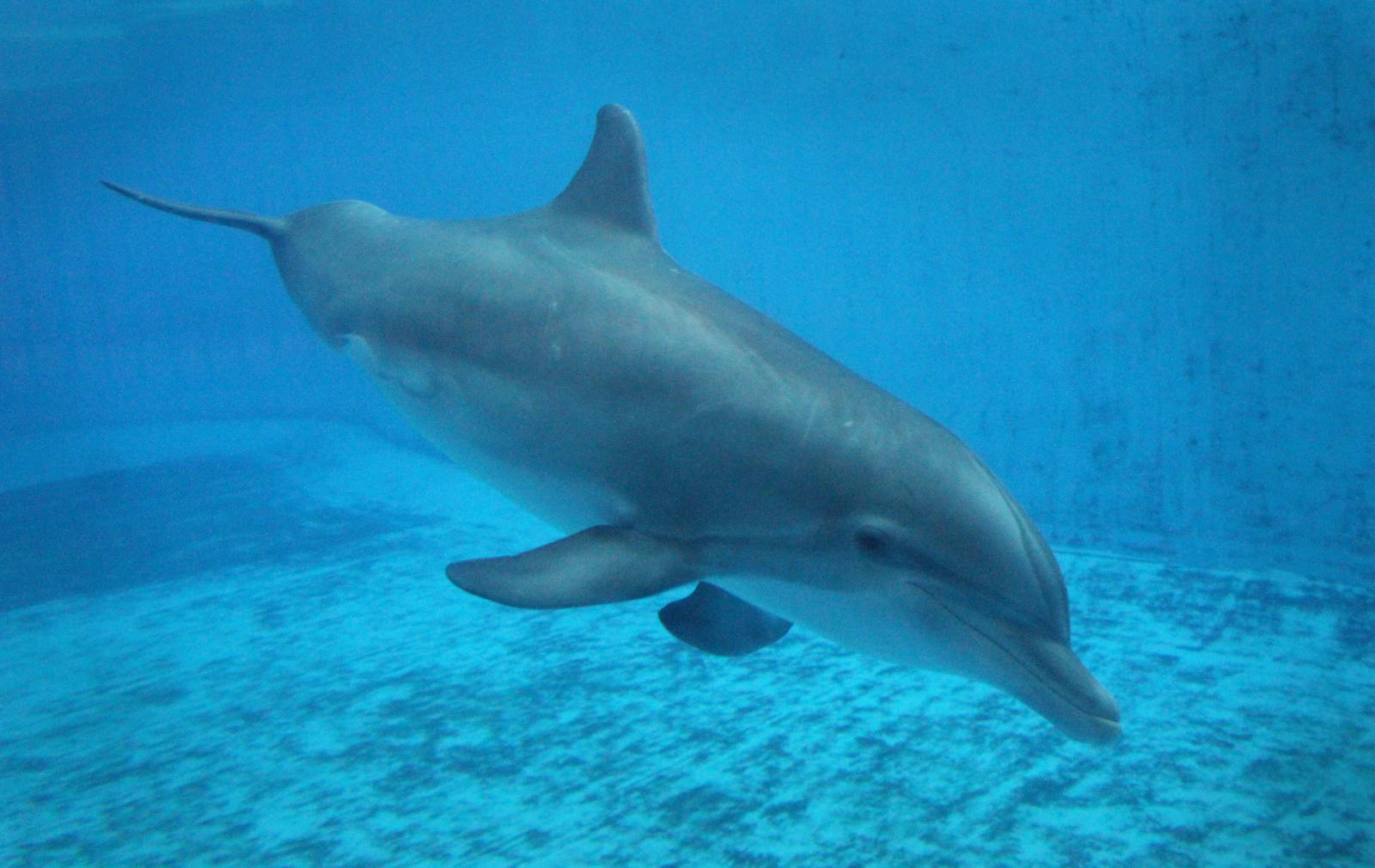 Jul. 2016 - Seven Seas - Bottlenose Dolphin