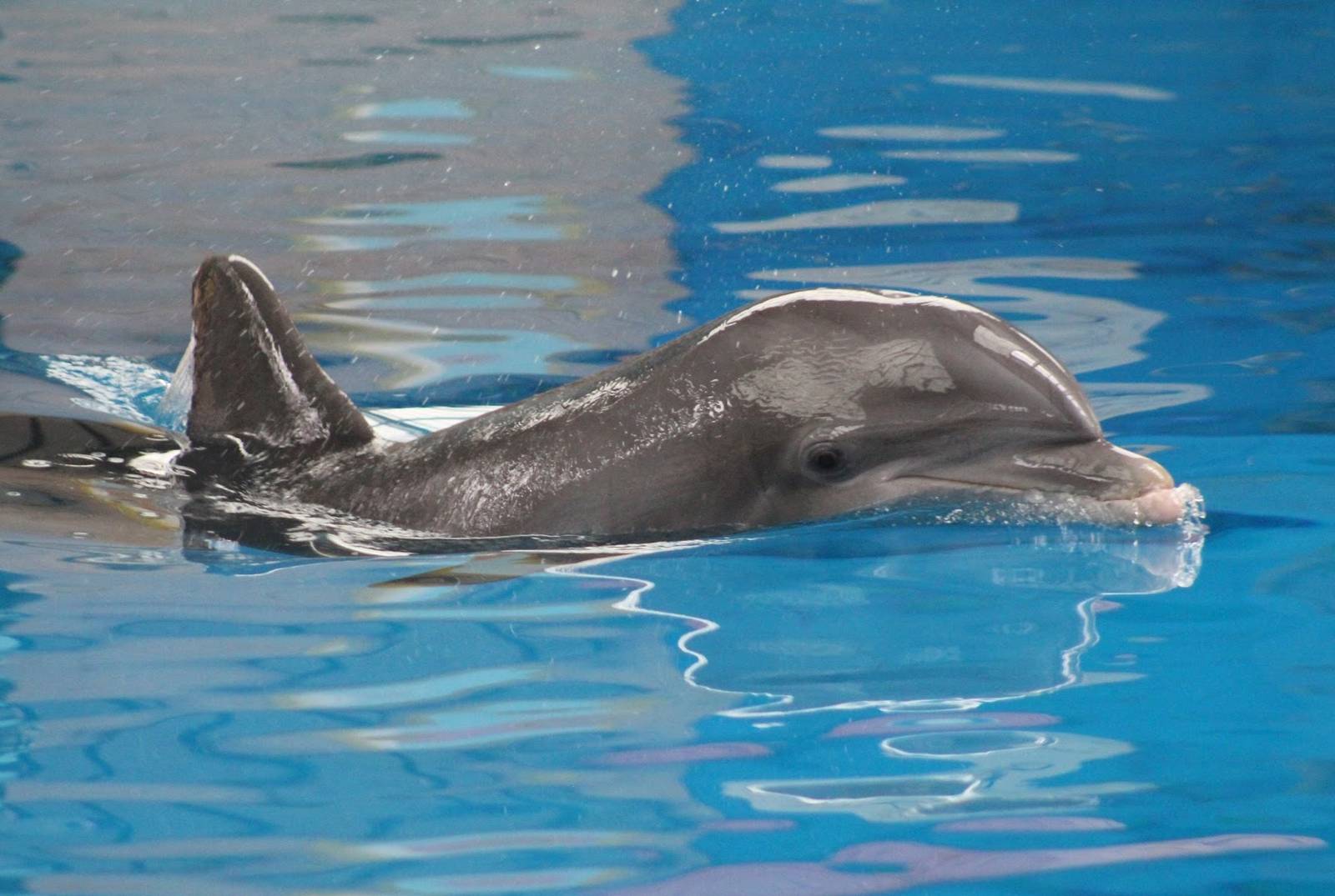 Jul. 2016 - Seven Seas