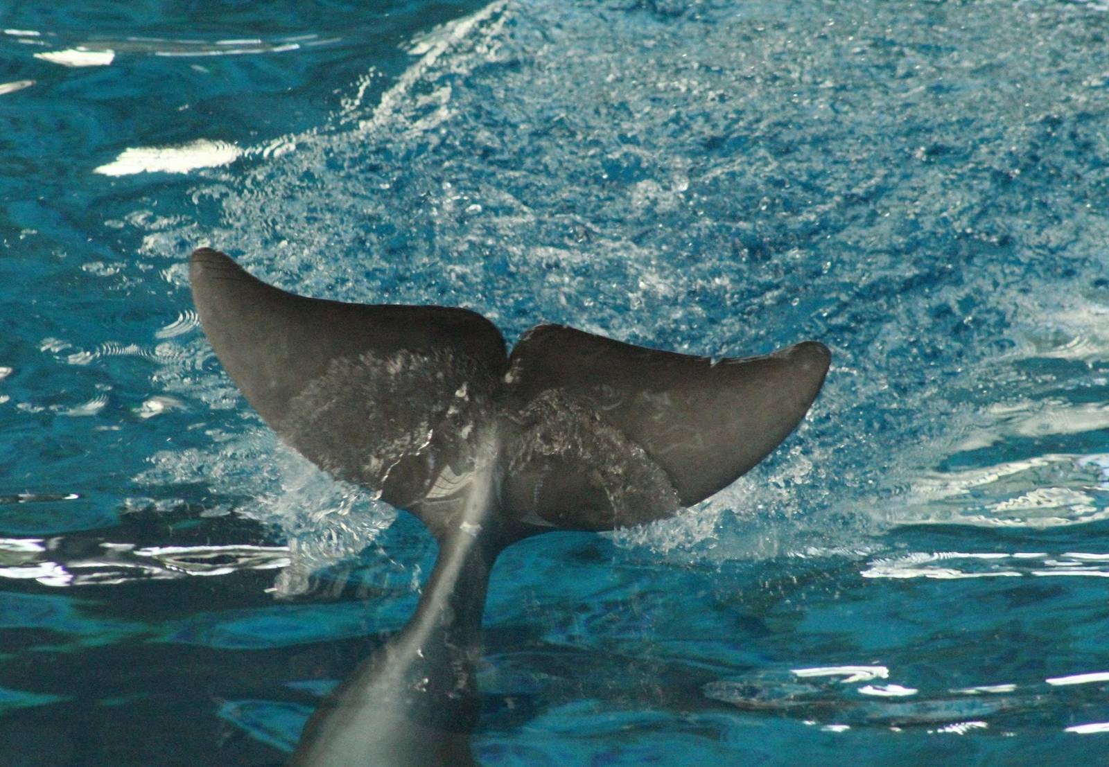 Jul. 2016 - Seven Seas