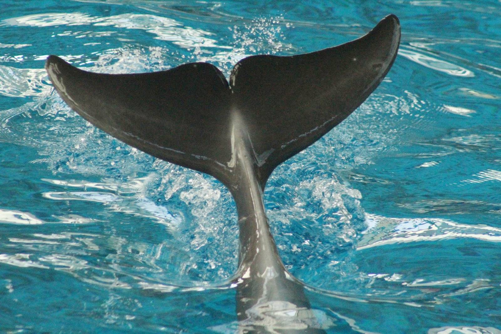 Jul. 2016 - Seven Seas