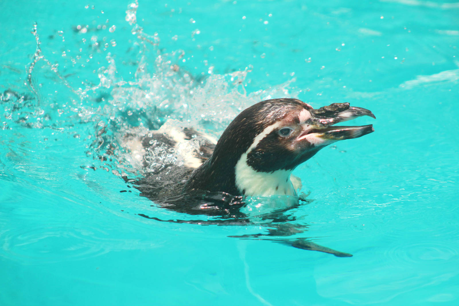 Jul. 2016 - The Living Coast - Humboldt Penguin