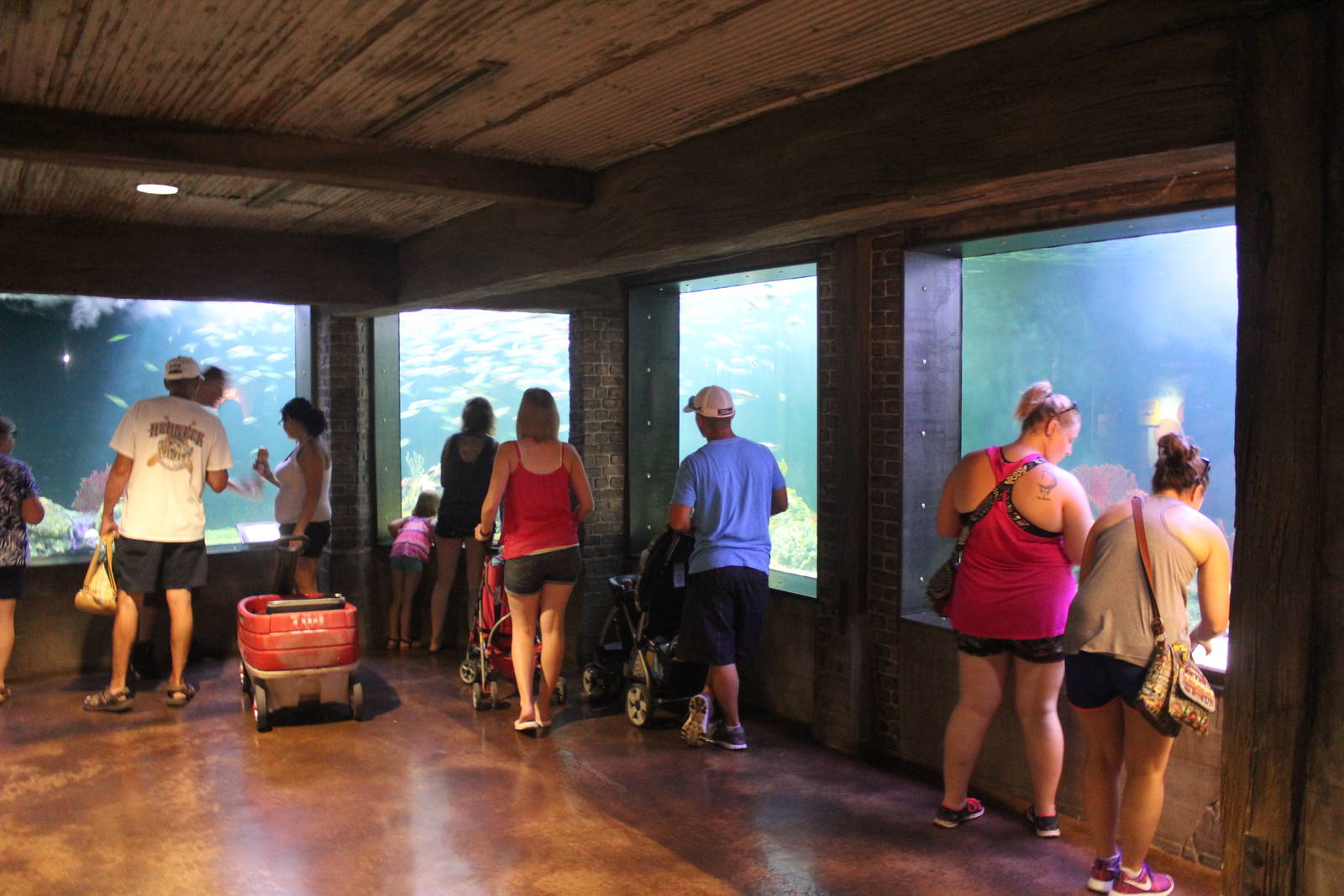 Jul. 2016 - The Reef - Main Tank (4 Species)