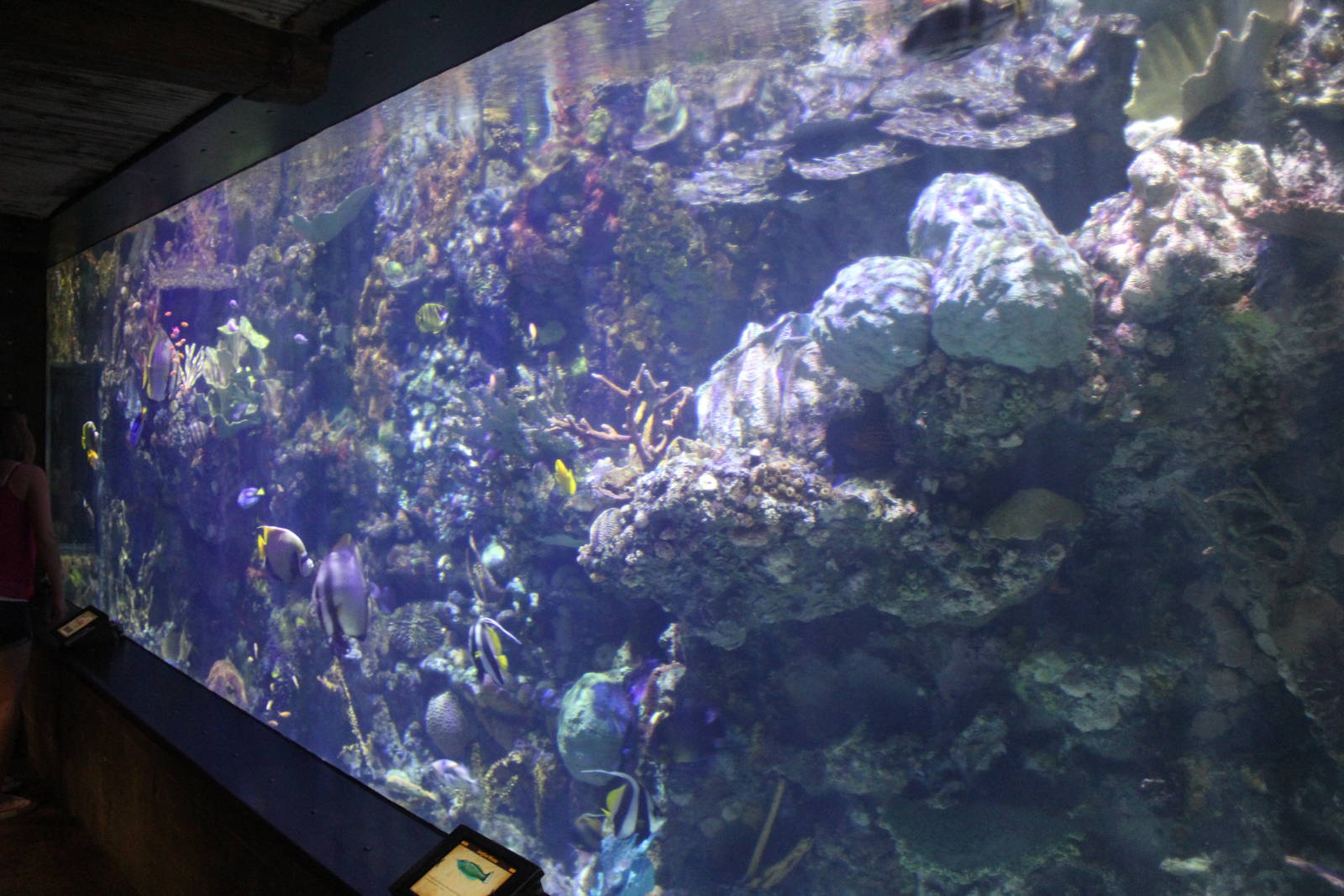 Jul. 2016 - The Reef - Tropical Fish Tank (33 Species)