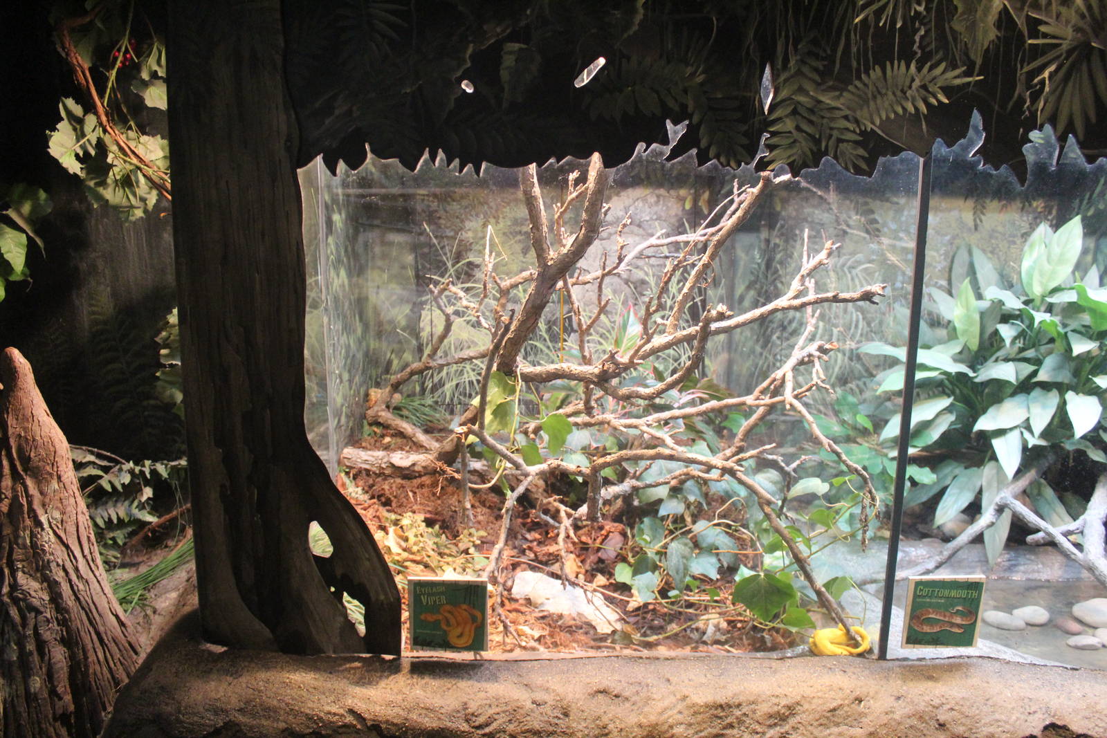 Jul. 2016 - The Swamp - Eyelash Viper Exhibit