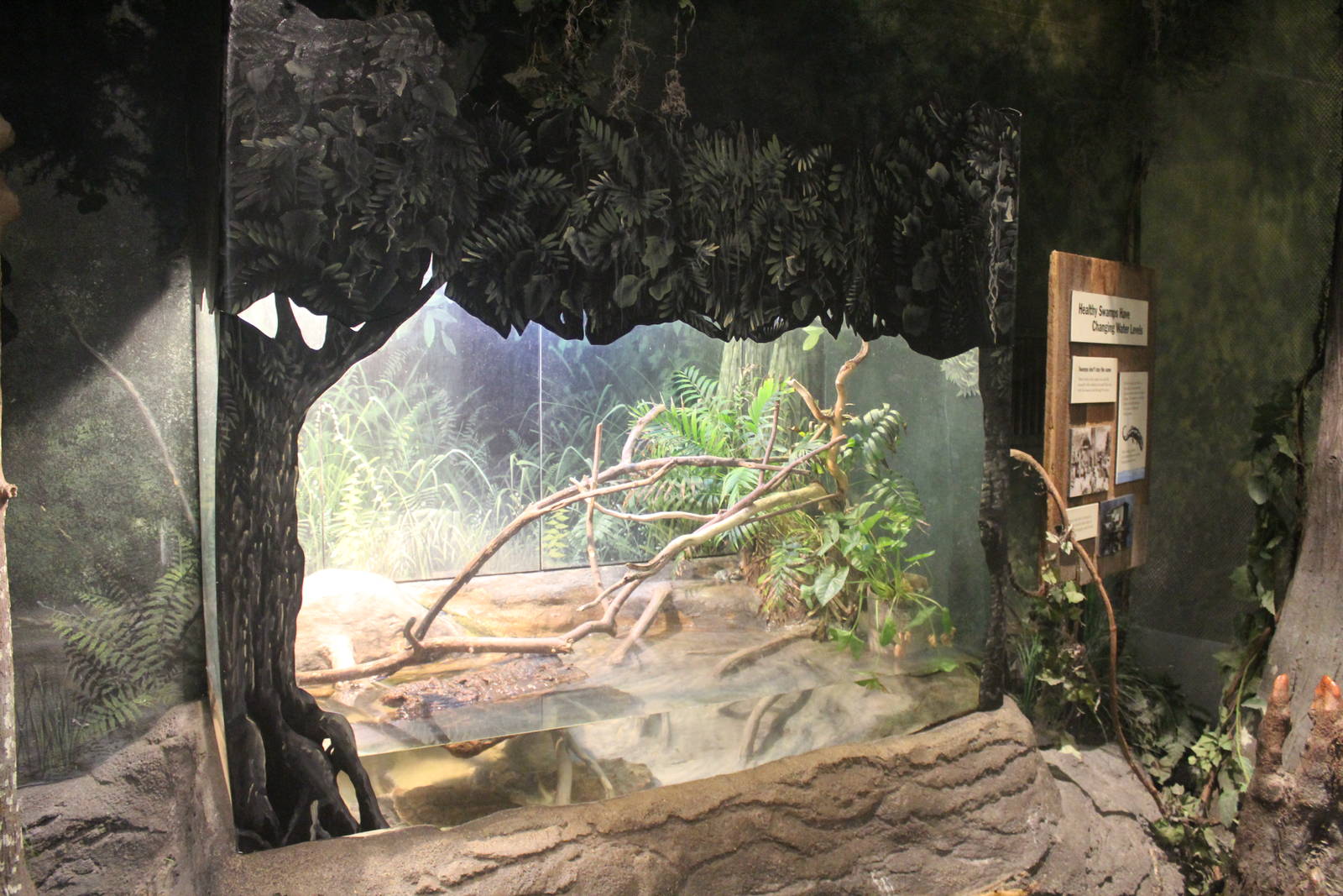 Jul. 2016 - The Swamp - Mata Mata + Amazon Milk Frog Exhibit