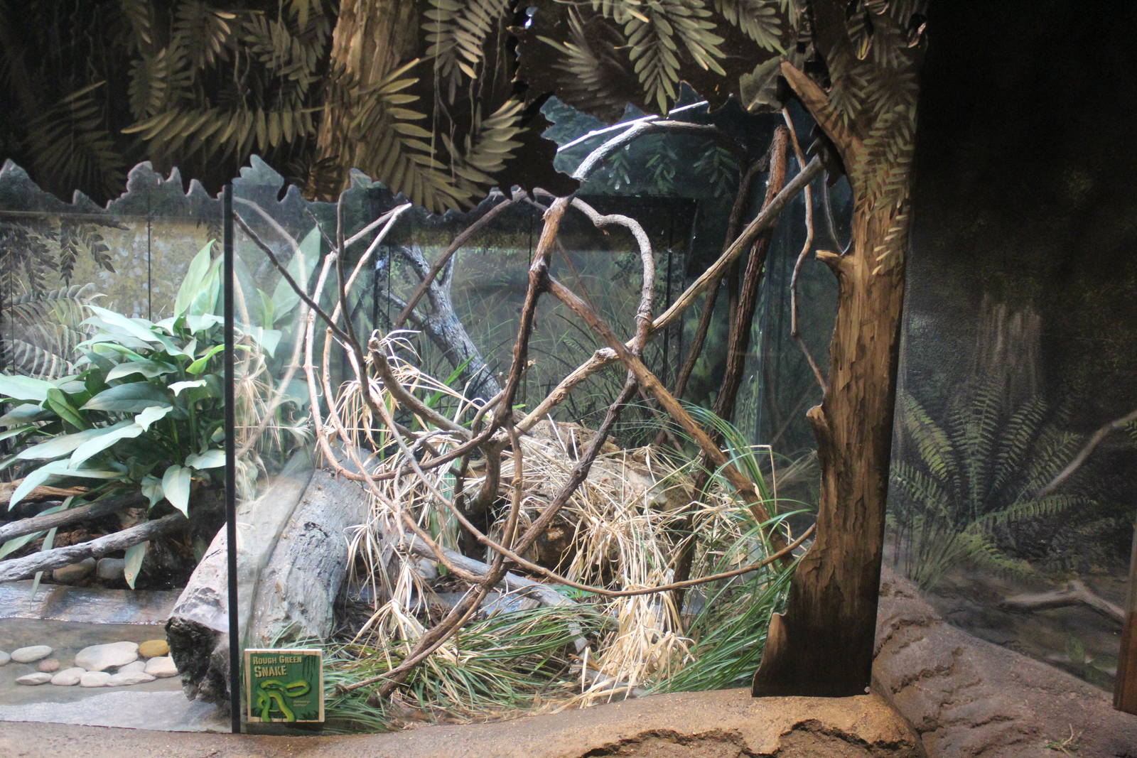 Jul. 2016 - The Swamp - Rough Green Snake Exhibit