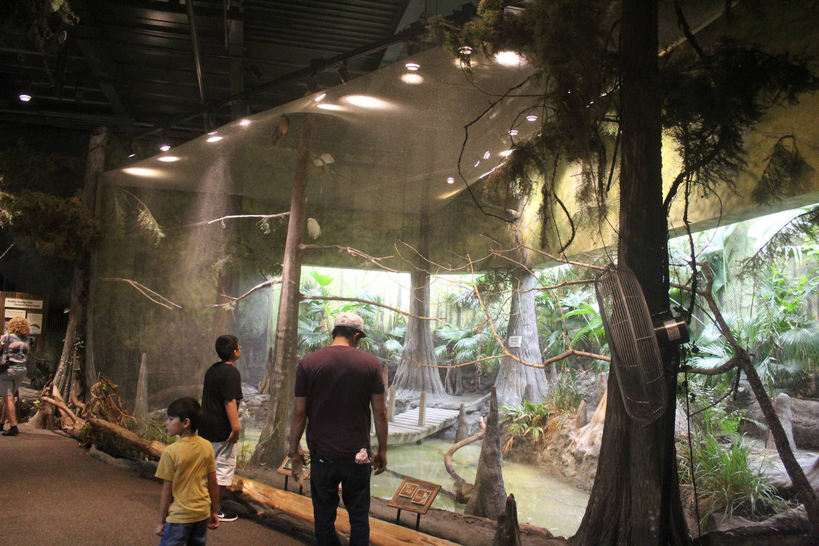 Jul. 2016 - The Swamp - Snowy Egret, Brazilian Teal, and Boat-billed Heron